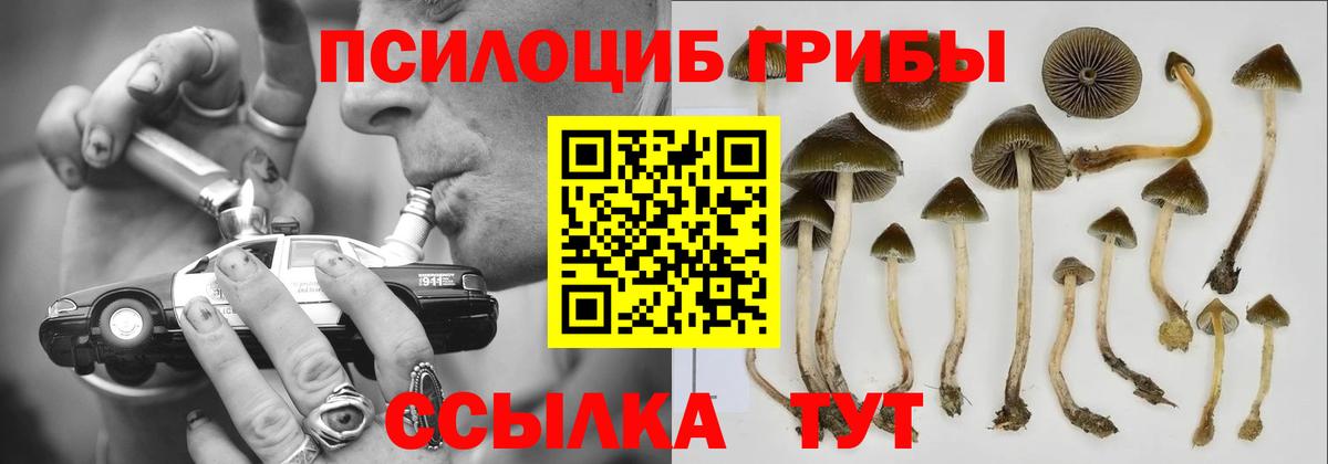 Галлюциногенные грибы Cubensis  Вход с VPN  Элиста  Псилоцибиновые грибы Psilocybe 