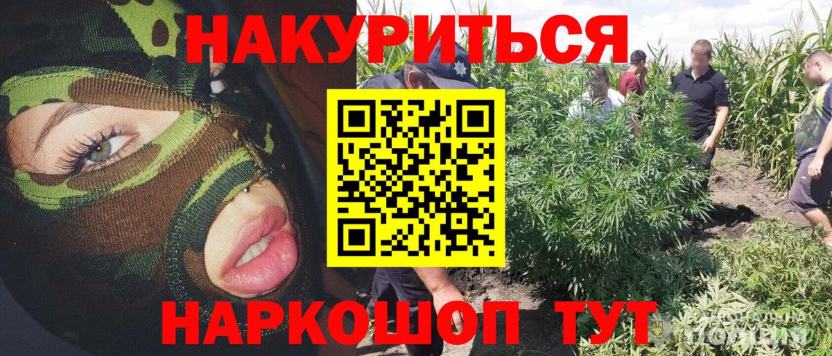 Бошки Шишки планчик  Вход с VPN  Элиста  Каннабис сатива 